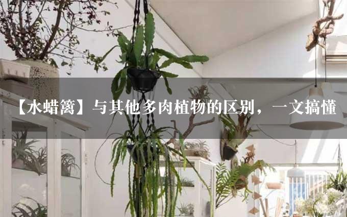 【水蜡篱】与其他多肉植物的区别，一文搞懂