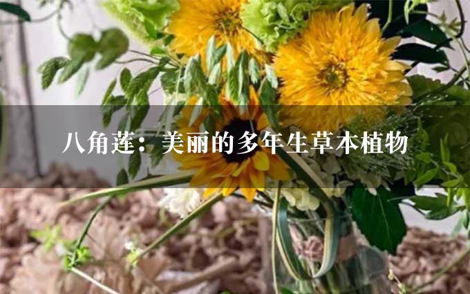 八角莲：美丽的多年生草本植物