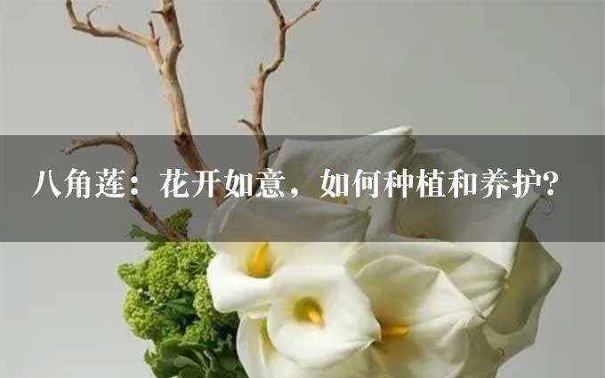 八角莲：花开如意，如何种植和养护？