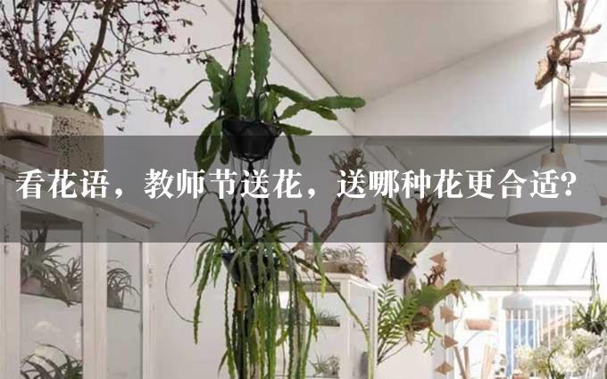 看花语，教师节送花，送哪种花更合适？