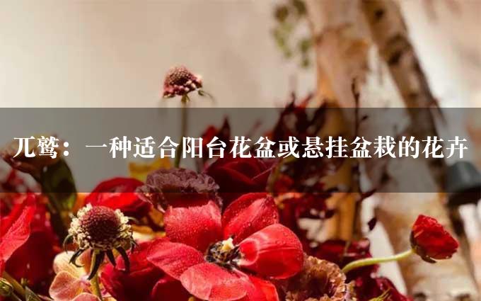 兀鹫：一种适合阳台花盆或悬挂盆栽的花卉