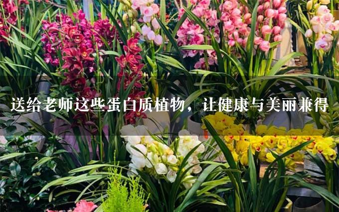 送给老师这些蛋白质植物，让健康与美丽兼得