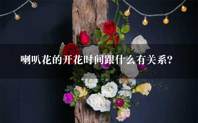 喇叭花的开花时间跟什么有关系？