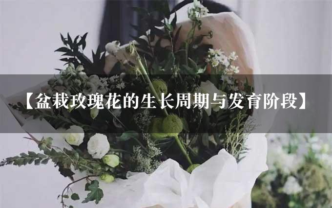 【盆栽玫瑰花的生长周期与发育阶段】