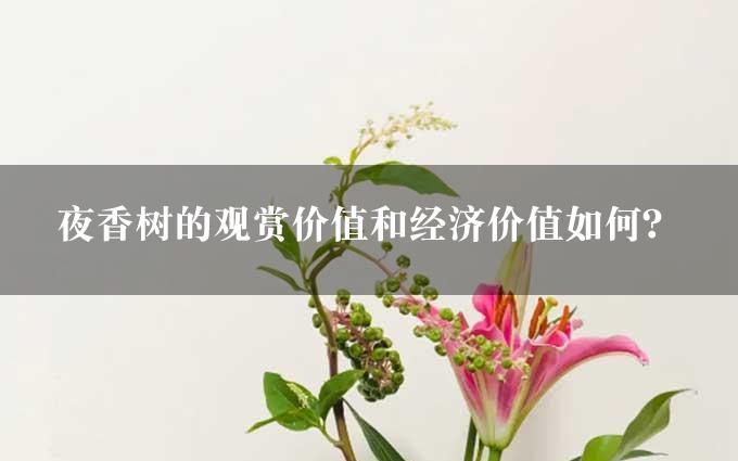 夜香树的观赏价值和经济价值如何？