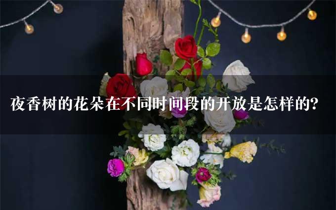 夜香树的花朵在不同时间段的开放是怎样的？