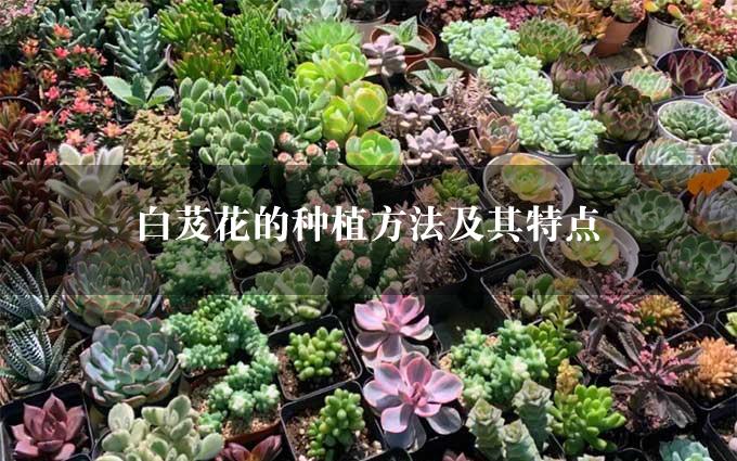 白芨花的种植方法及其特点