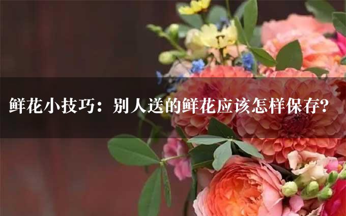 鲜花小技巧：别人送的鲜花应该怎样保存？