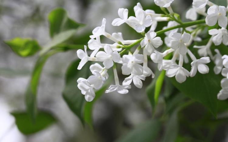 怎样欣赏丁香花？五月的它们一定让你感到别样清香