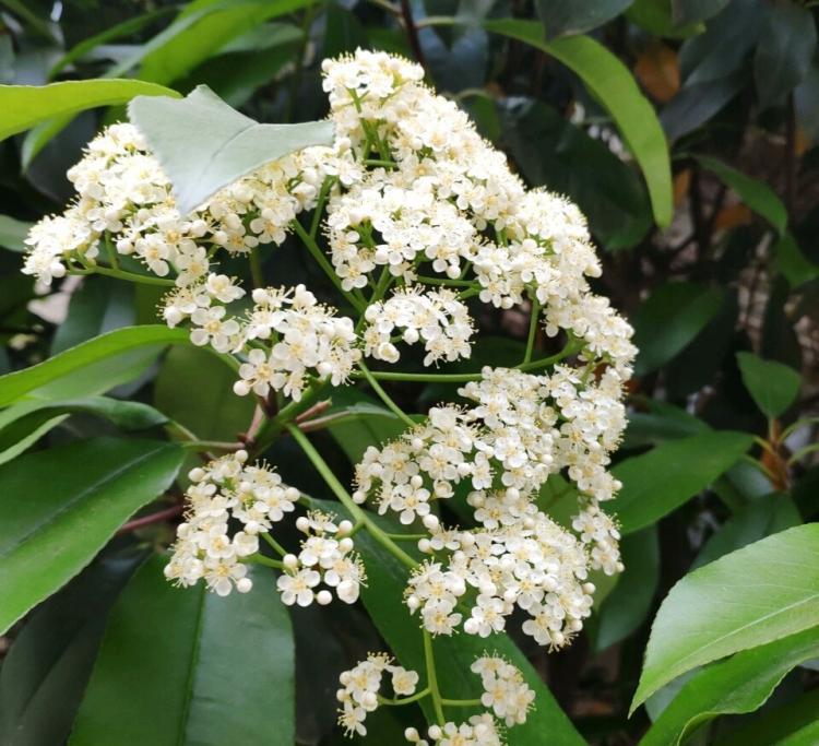 石楠花的芬芳与香气特点分析