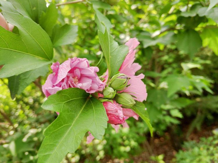 美丽的“小太阳”：室内养护木槿花