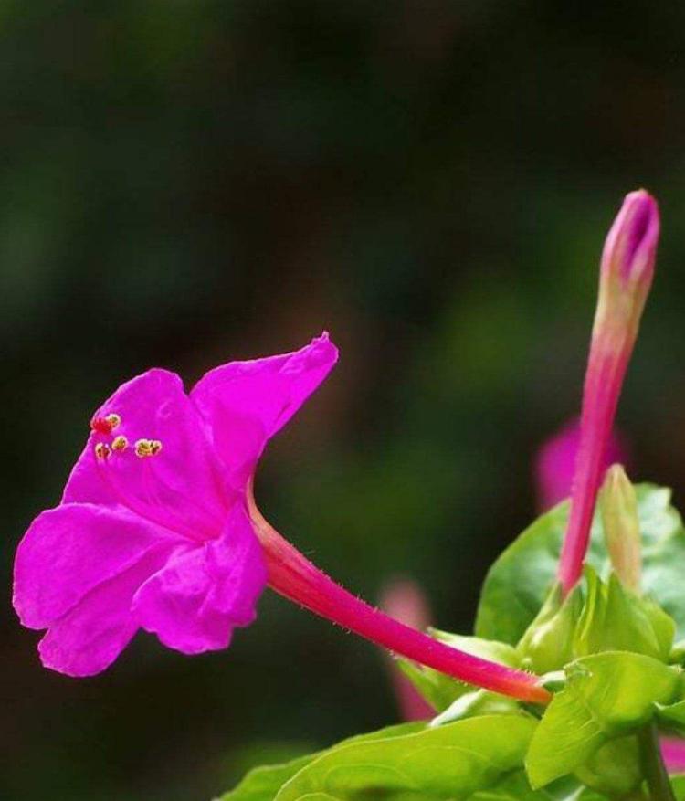 种植紫茉莉科花程式：从树苗到封顶，时间和方法的全指南