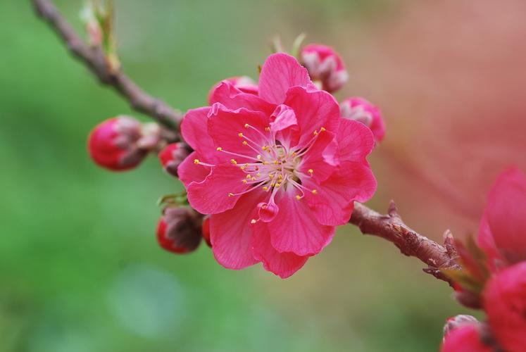 红叶碧桃花到底值不值得种？我们来看一看