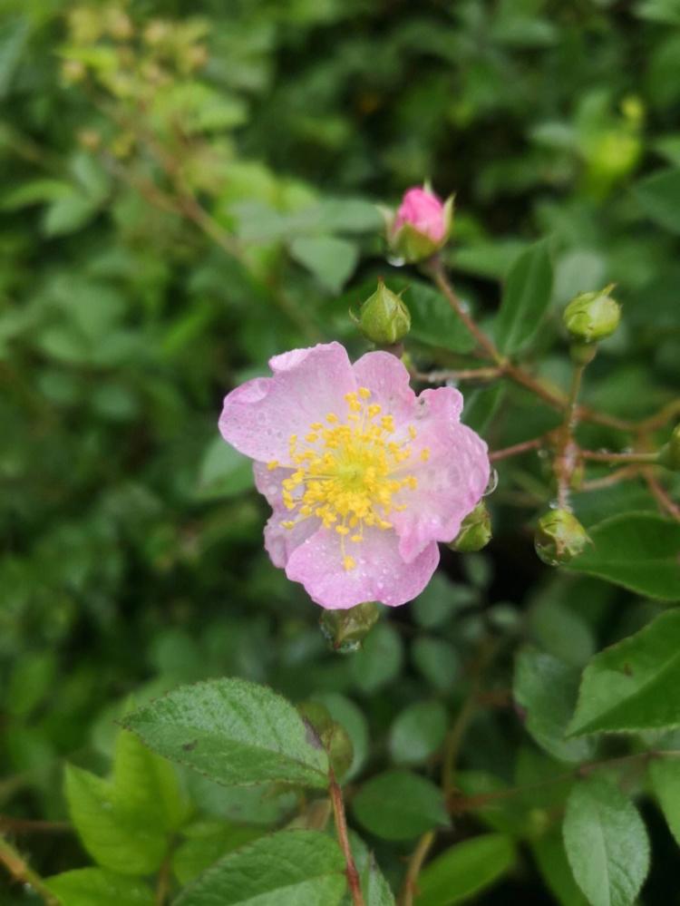 【蔷薇花栽培技巧】几年开花？看这里！