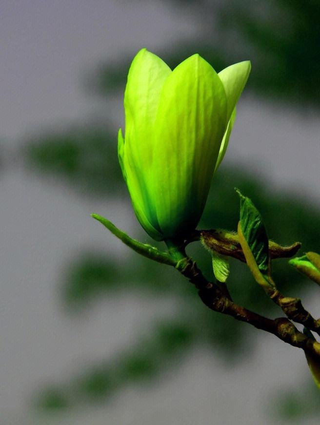 玉兰花种植方位应该注意什么风水禁忌？