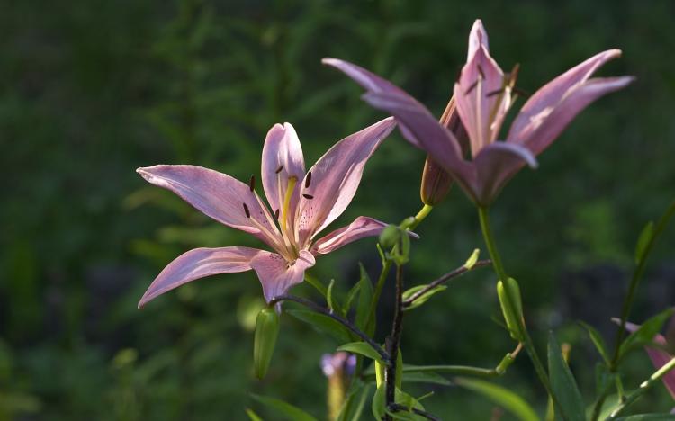 香槟玫瑰和百合的花语，代表的是什么祝福呢？