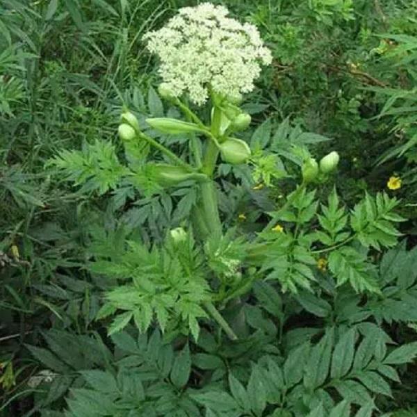 川芎花对女性保健的益处与作用