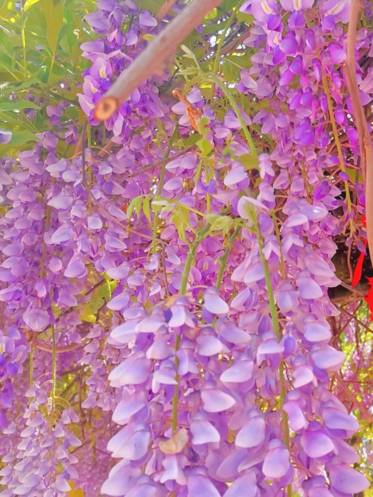 紫藤花的花语与寓意：传递爱情和美好祝福