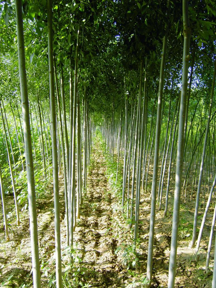 白蜡树的蒸发散发生命力：从植物中感受自然之美