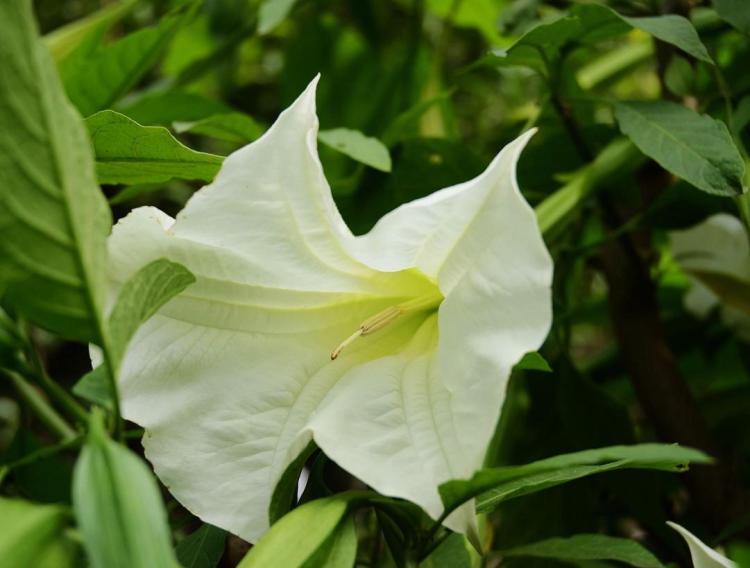 曼陀罗花：神秘和神奇的花朵