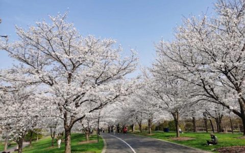 【爱情象征】樱花盛开时，为什么代表着爱情？