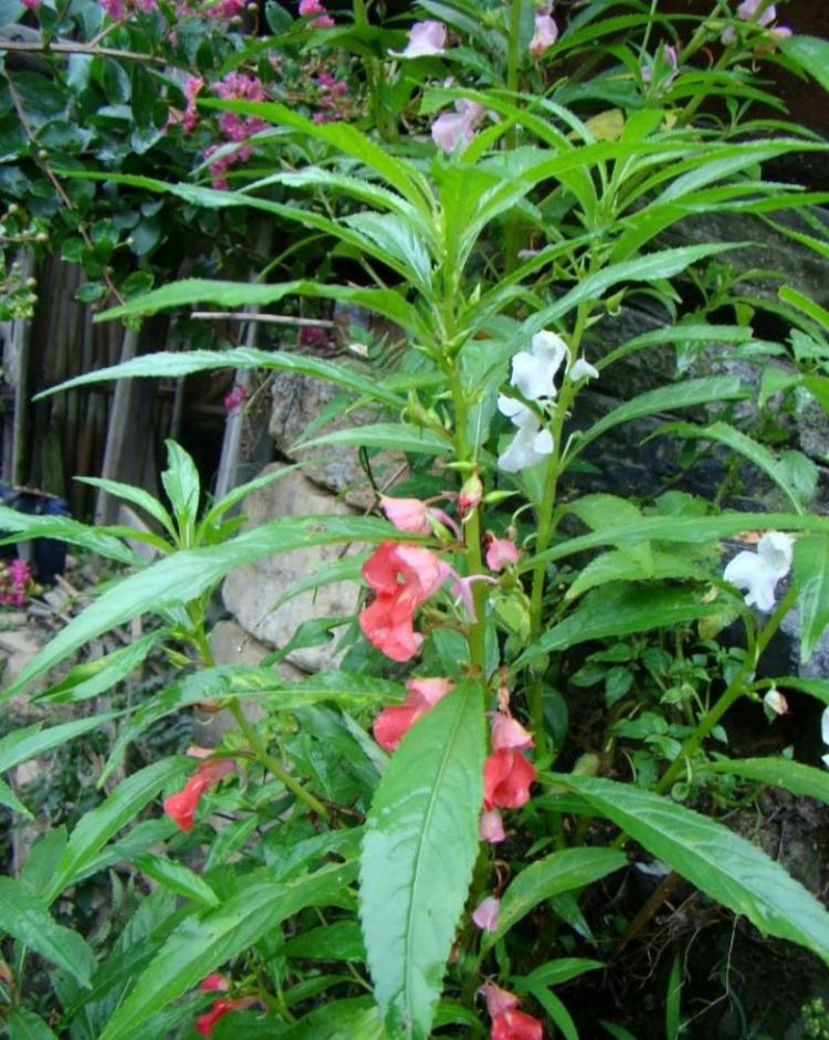 【凤仙花观察日记】- 寻找那份美好的感悟