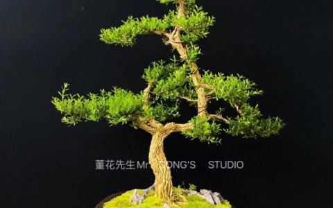 金边黄杨（Podocarpus macrophyllus）在园林绿化中的应用