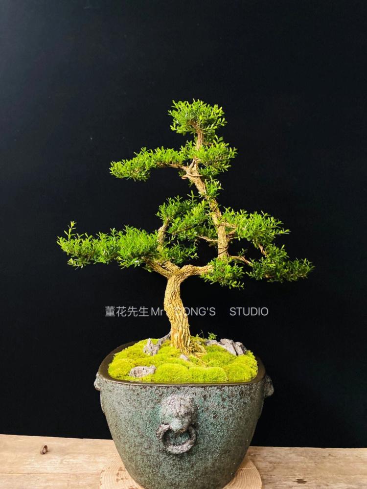 金边黄杨（Podocarpus macrophyllus）在园林绿化中的应用