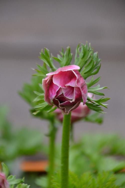 【银莲花】的养护知识，轻松打造花园美景