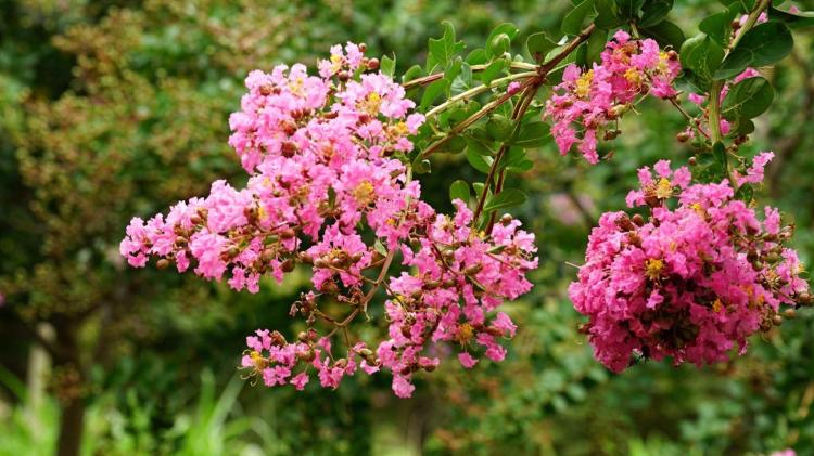 【紫薇花园】如何种植和护理紫薇花？