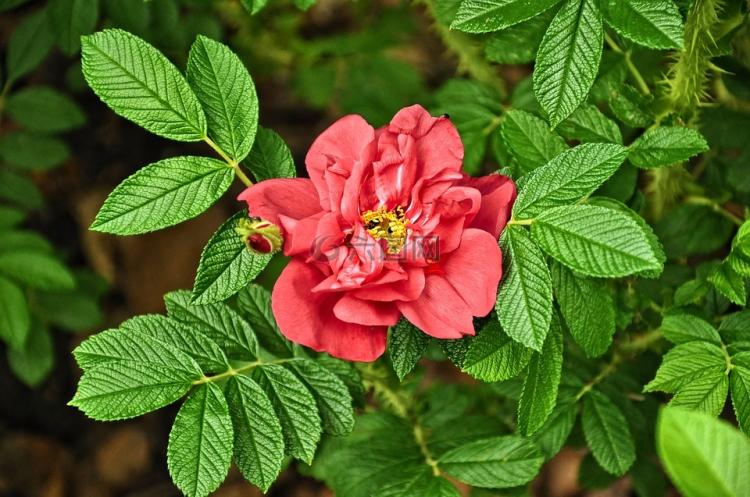 盛装花器，舞动花瓣——七彩玫瑰女子仪仗队邀您共赏精彩花艺表演