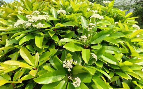 石楠花香，夜晚的最佳赏花时间