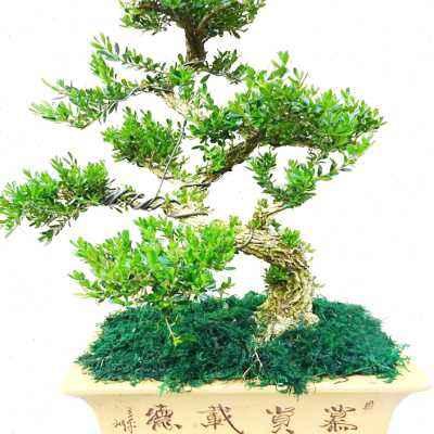 金边黄杨（Podocarpus macrophyllus）的药用价值和保健作用