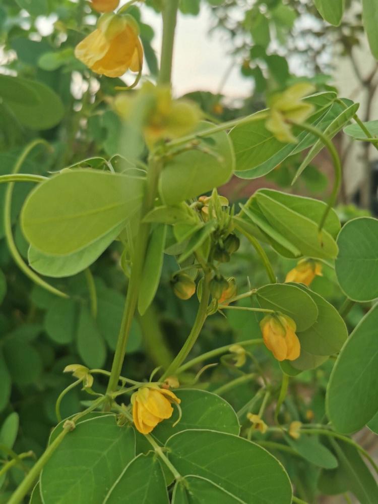 【粉叶决明】：植物界中的健康元素