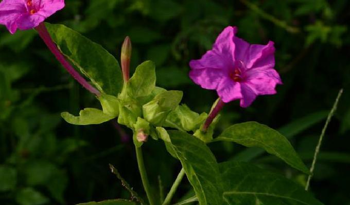 紫茉莉科花程式饰演草坪庭院的新宠