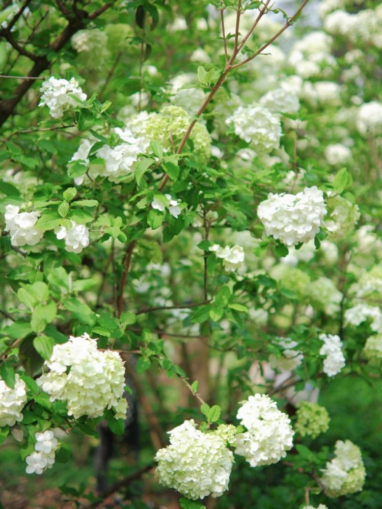 【养殖无尽夏绣球花不可忽视的细节，让你的花园美丽绽放】