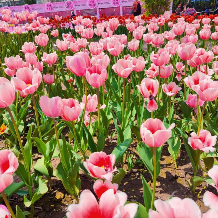 红色郁金香花语：热情洋溢，热烈的爱情