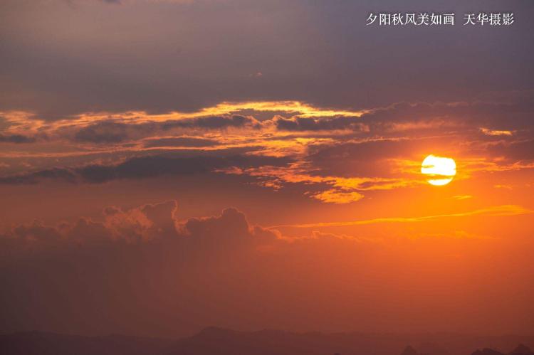 【夕阳祝福】：烟火一样的花朵，绽放黄昏的美丽