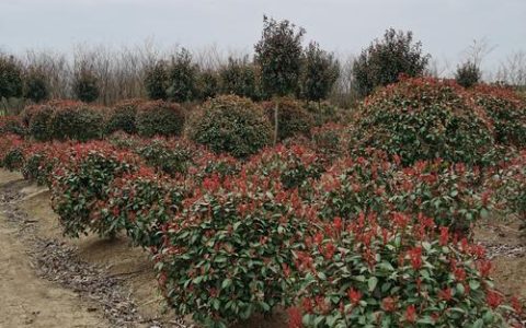 欣赏红叶石楠树的美丽变化：从春季到秋季