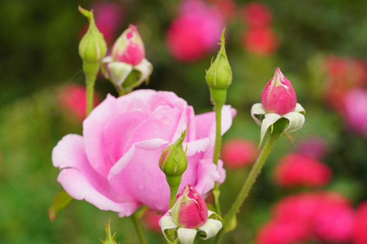 情人节必备：19朵玫瑰花的彩虹花语是如何传递爱情的