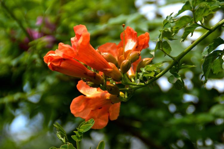 【凌霄花语】中国传统文化中凌霄花的印记