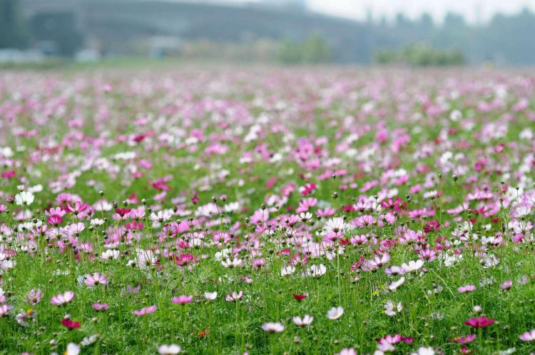 「环保花卉！」波斯菊花语的环保意义与实践