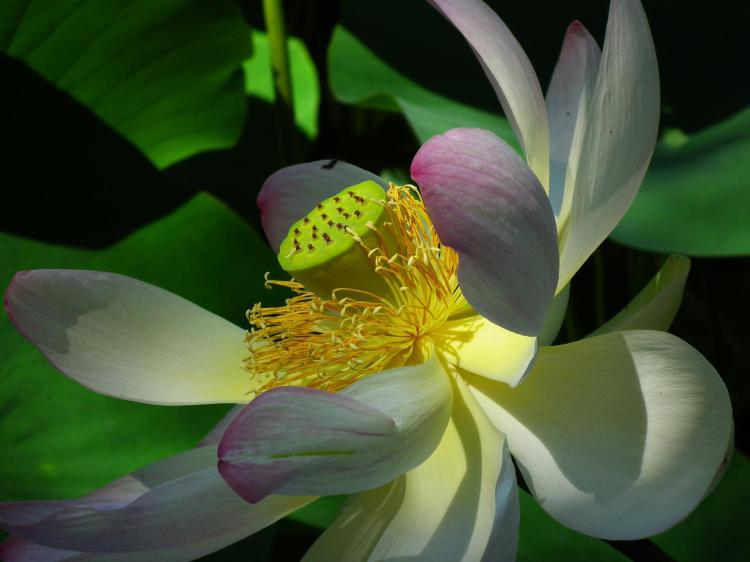 【荷花开放的美丽】荷花开花季节与湿度、气压的影响