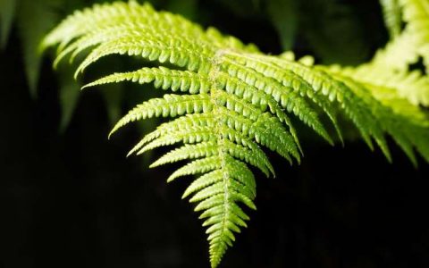 鸟巢蕨孢子：揭示植物多样繁衍形式的奥妙