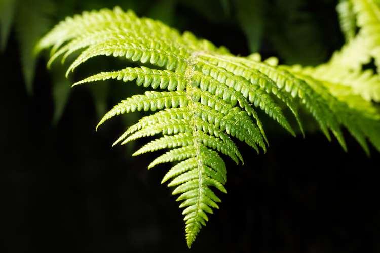 鸟巢蕨孢子：揭示植物生命力的重要组成部分