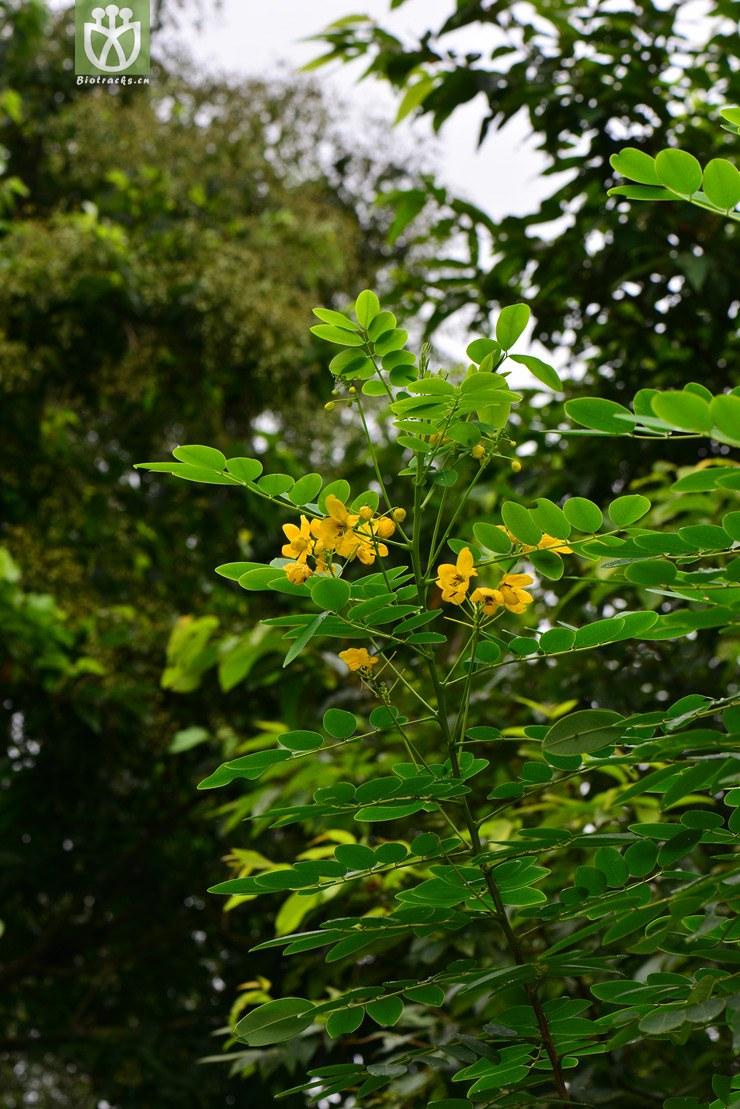 【粉叶决明】：神奇的魔法植物