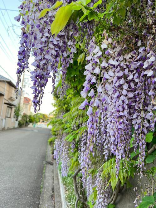 【紫藤花园】：让我们一起感受花与自然的美