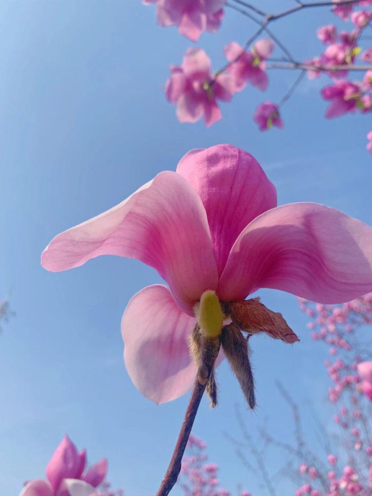 玉兰花——从花园到餐桌的美食盛宴