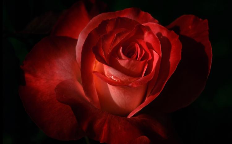 19朵玫瑰花，传递浓浓的爱意