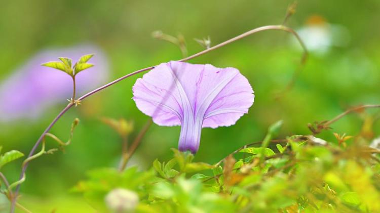 【花开成热】- 牵牛花的健康功效与文化内涵